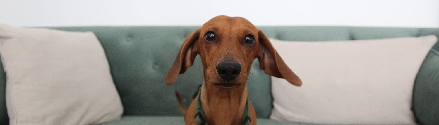Buerohund Herr Mueller Maskottchen der Dornoff GmbH